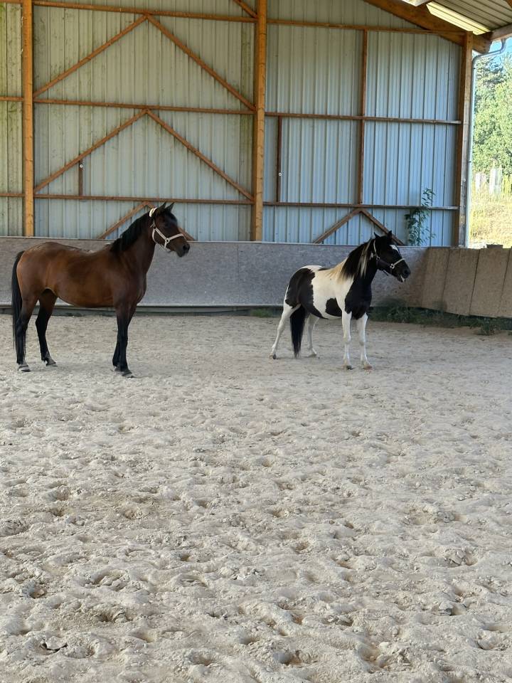 Cavalla Origine Non Constatata In vendita 2010 Baio