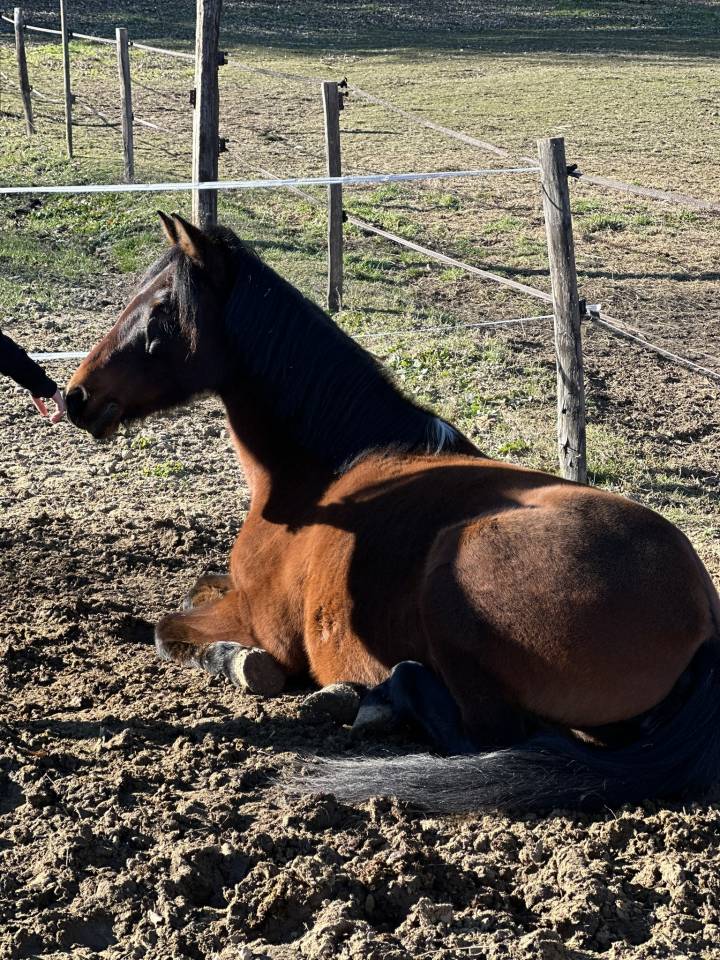 Cavalla Origine Non Constatata In vendita 2010 Baio