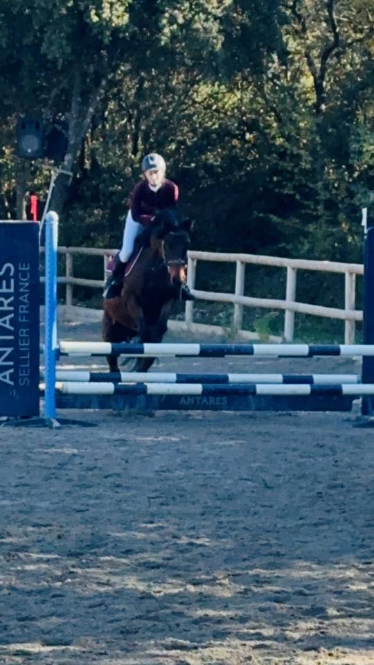 Cavalla Origine Non Constatata In vendita 2010 Baio