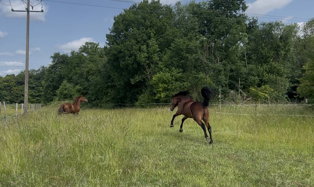 Cavalla Trottatore Francese In vendita 2018 Baio