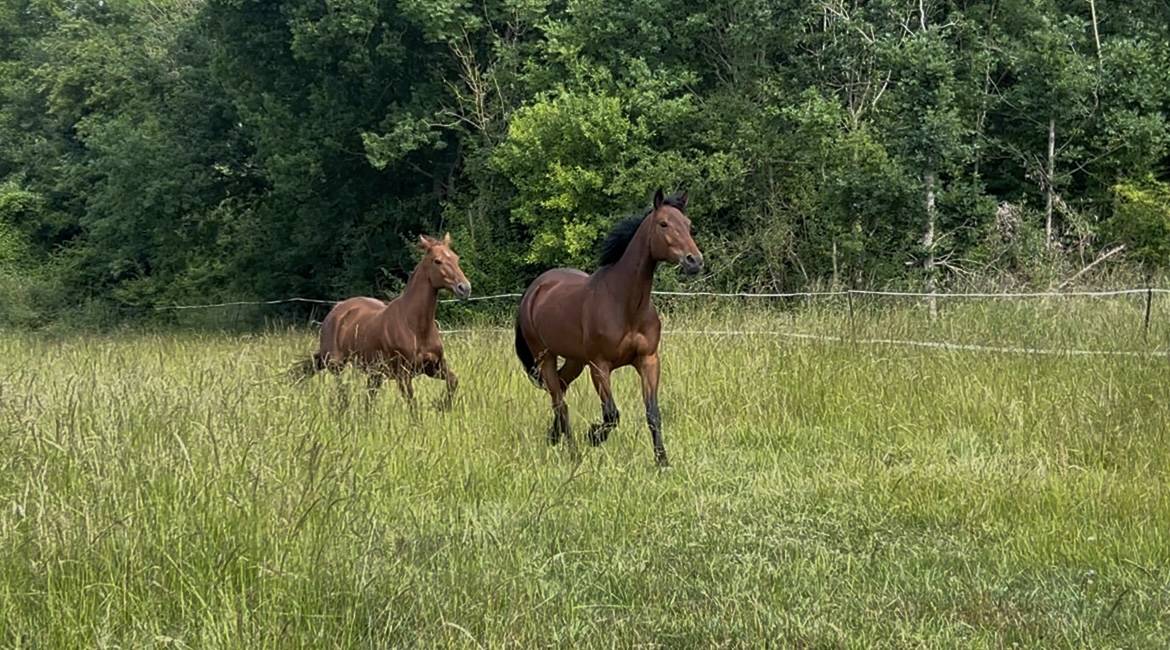 Cavalla Trottatore Francese In vendita 2018 Baio