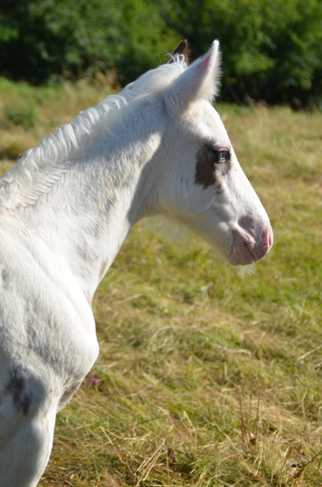 Puledro Cavallo da Sella In vendita 2025 Tovero