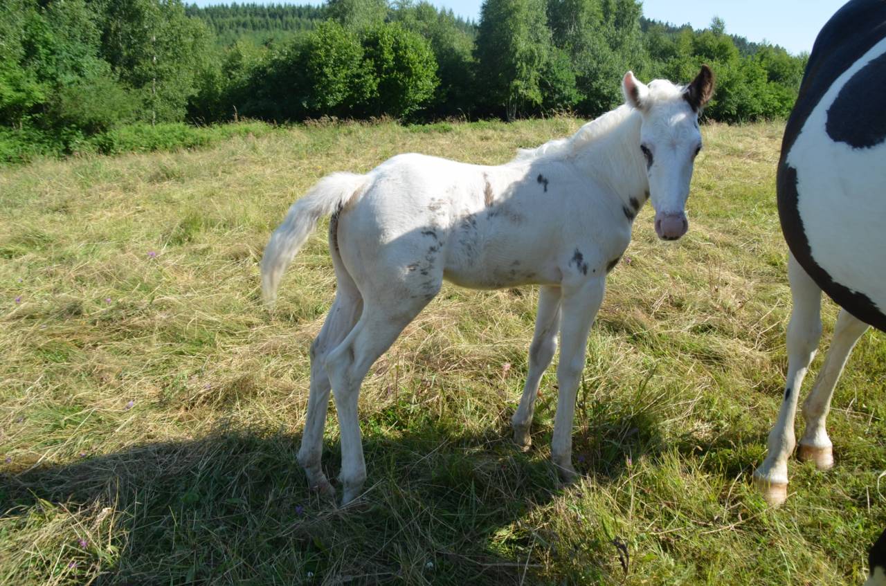 Puledro Cavallo da Sella In vendita 2025 Tovero