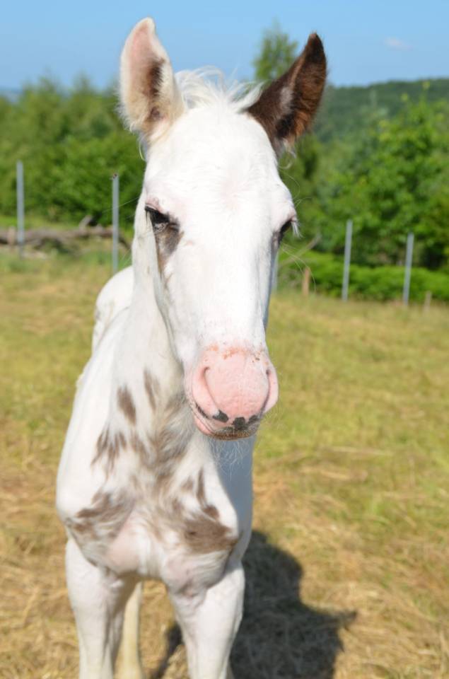 Puledro Cavallo da Sella In vendita 2025 Tovero