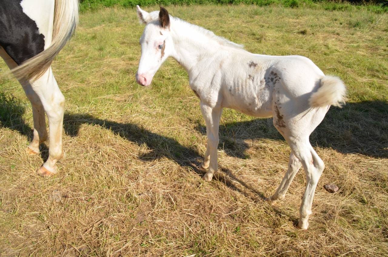 Puledro Cavallo da Sella In vendita 2025 Tovero