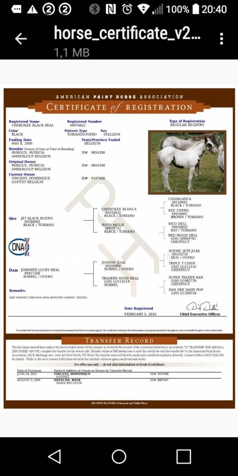 Puledro Cavallo da Sella In vendita 2025 Tovero