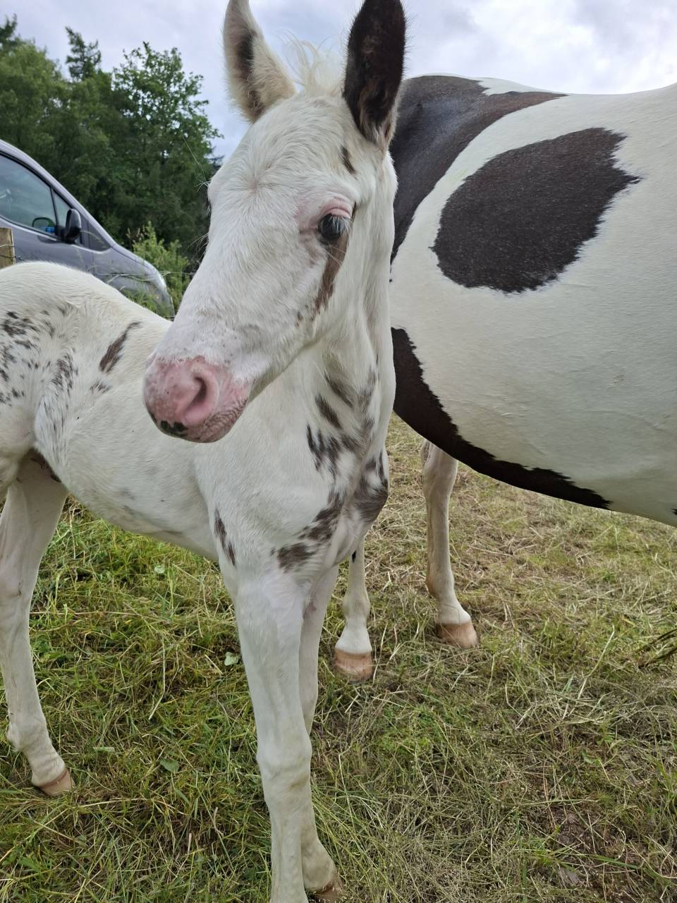 Puledro Cavallo da Sella In vendita 2025 Tovero