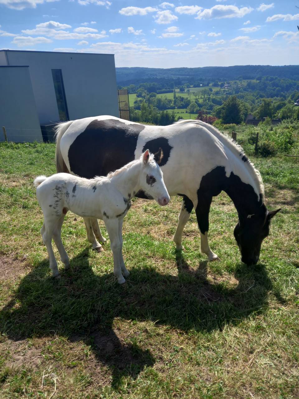Puledro Cavallo da Sella In vendita 2025 Tovero