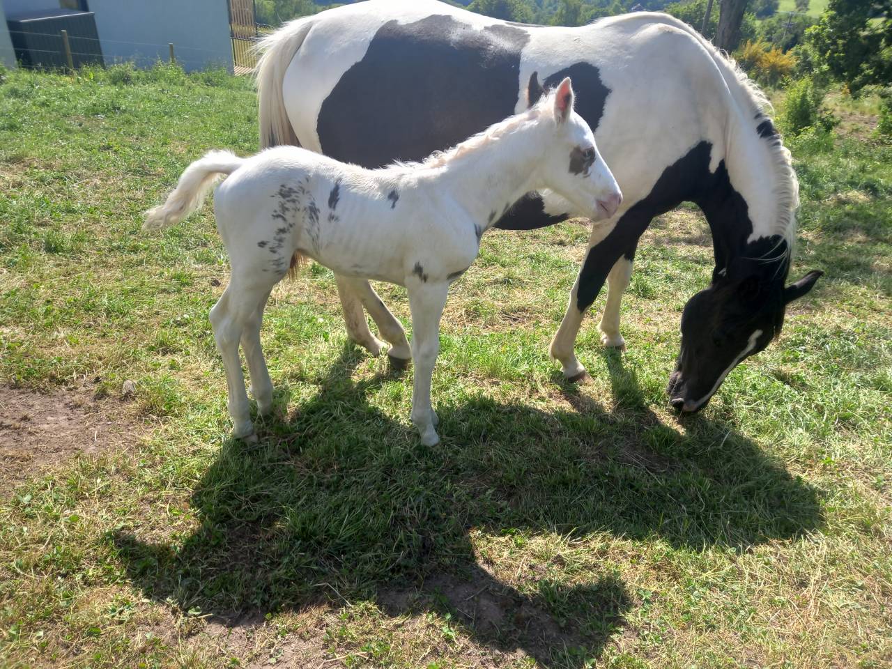 Puledro Cavallo da Sella In vendita 2025 Tovero