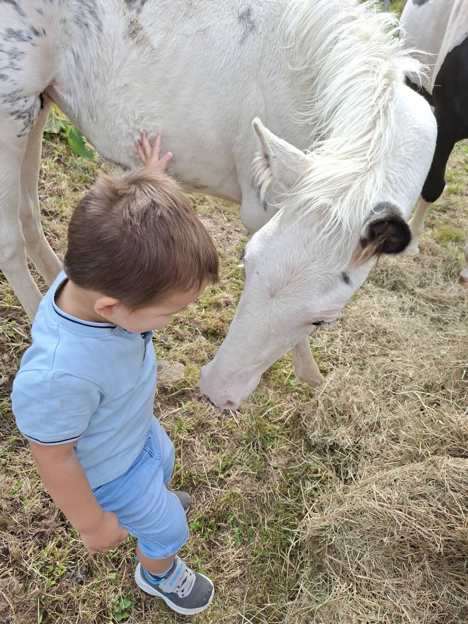 Puledro Cavallo da Sella In vendita 2025 Tovero