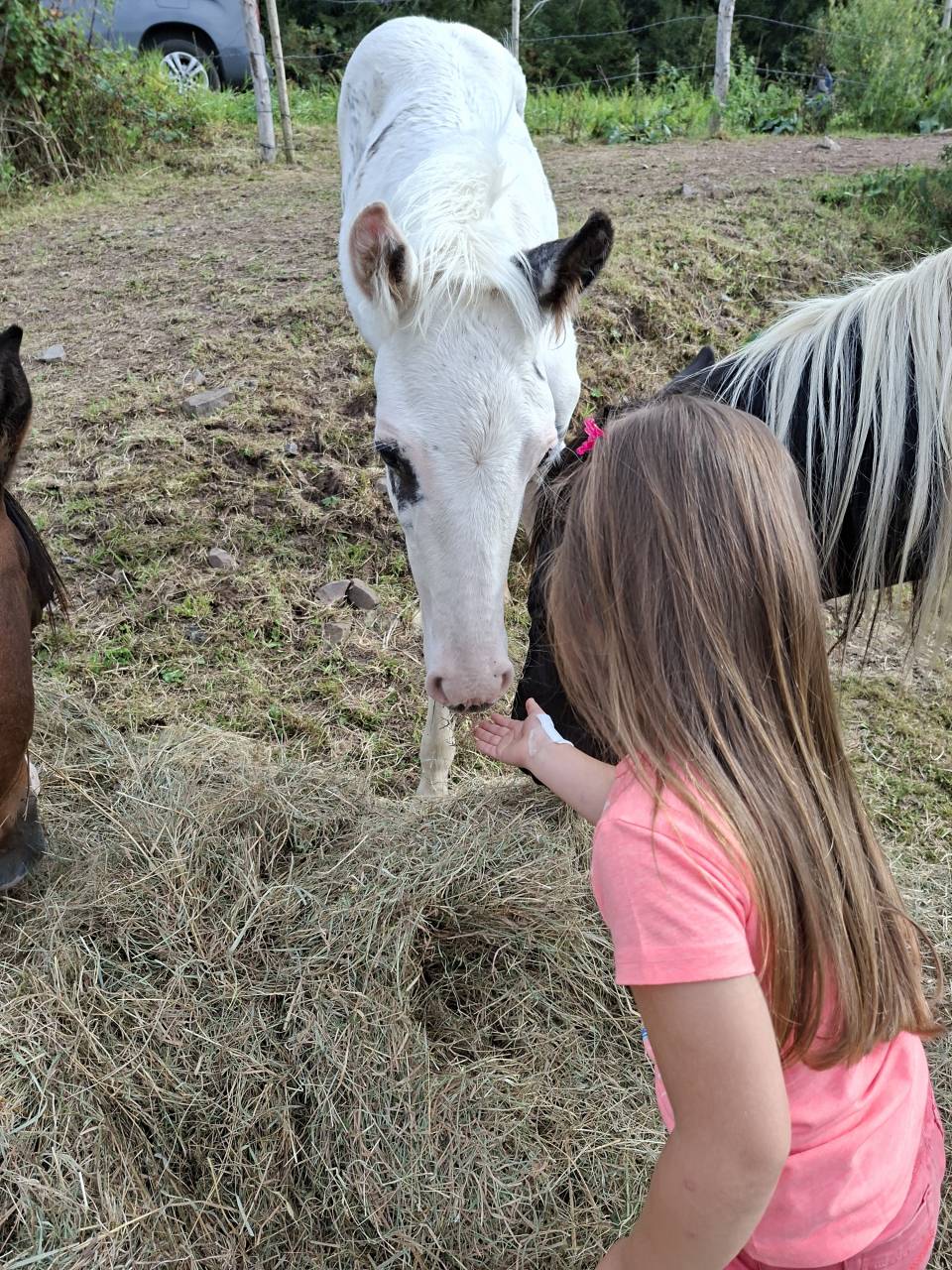 Puledro Cavallo da Sella In vendita 2025 Tovero