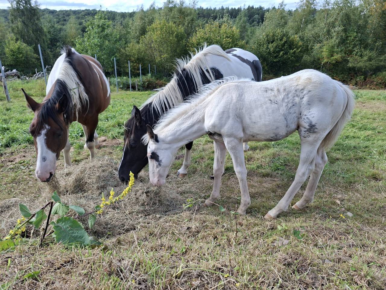 Puledro Cavallo da Sella In vendita 2025 Tovero