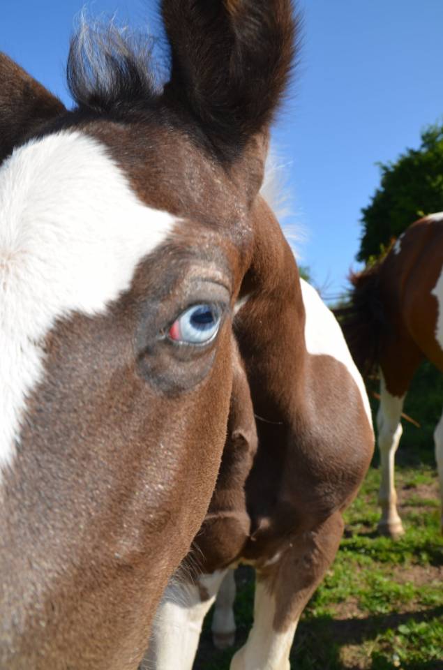 Puledro Altre Razze di Cavalli In vendita 2025 Tobiano