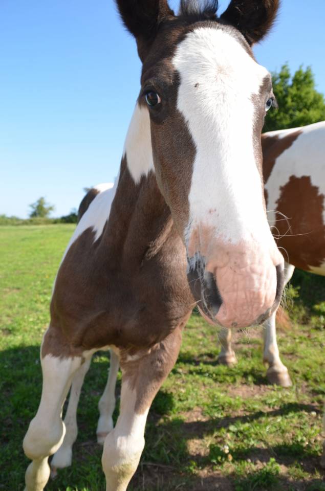 Puledro Altre Razze di Cavalli In vendita 2025 Tobiano