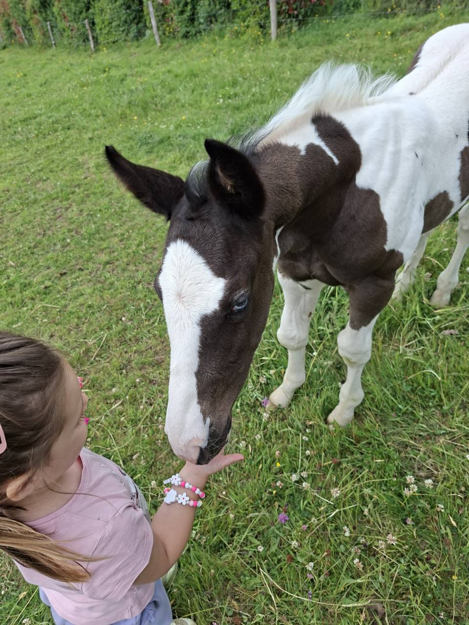 Puledro Altre Razze di Cavalli In vendita 2025 Tobiano