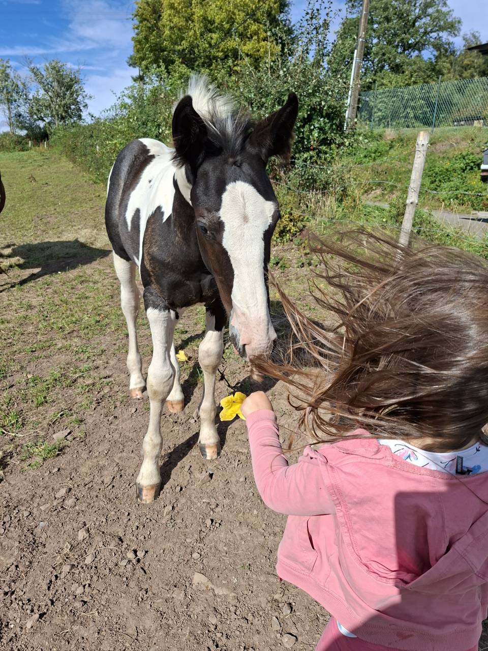 Puledro Altre Razze di Cavalli In vendita 2025 Tobiano