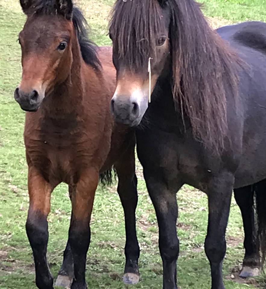 Stallone Dartmoor In vendita 2024 Baio