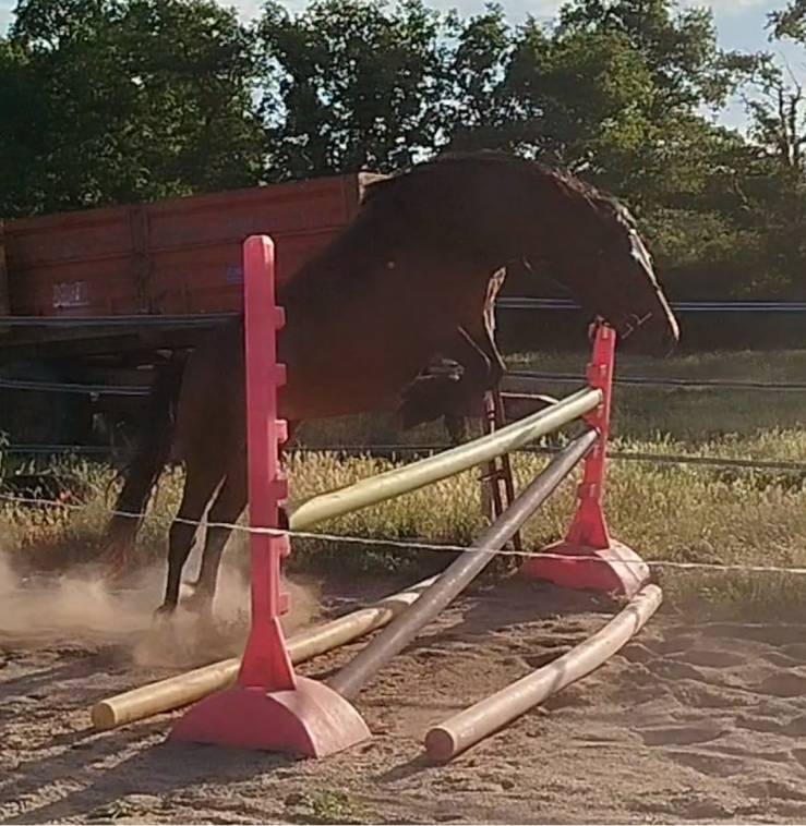 Cavalla Connemara In vendita 2019 Baio ,  TITUS DE LIAF