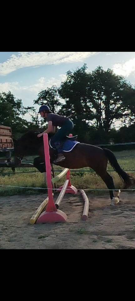 Cavalla Connemara In vendita 2019 Baio ,  TITUS DE LIAF