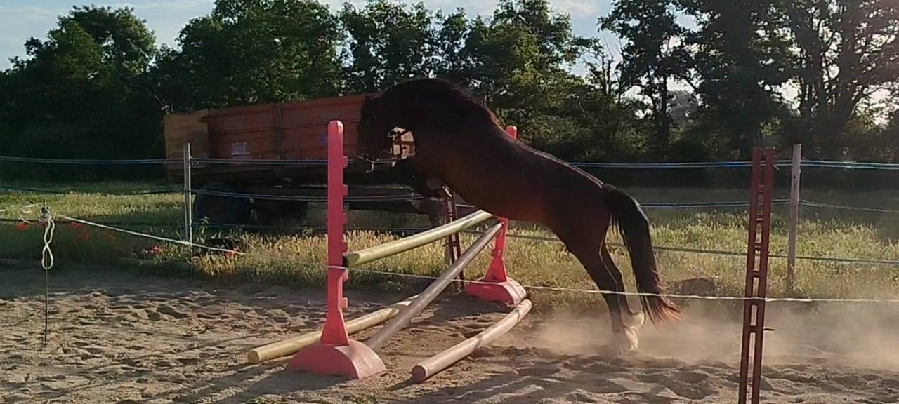 Cavalla Connemara In vendita 2019 Baio ,  TITUS DE LIAF