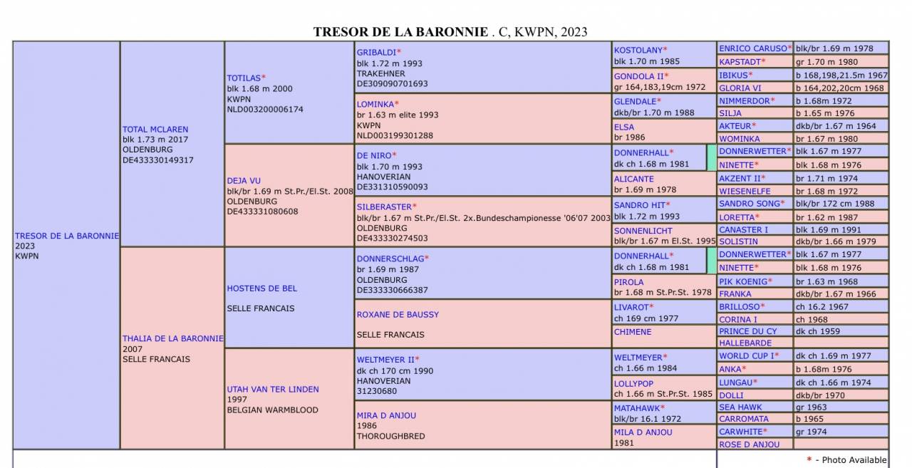 Castrone KWPN Cavallo da Sport Neerlandese In vendita 2023 Baio ,  TOTAL MCLAREN