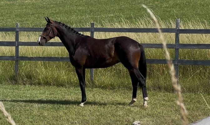 Castrone KWPN Cavallo da Sport Neerlandese In vendita 2023 Baio ,  TOTAL MCLAREN