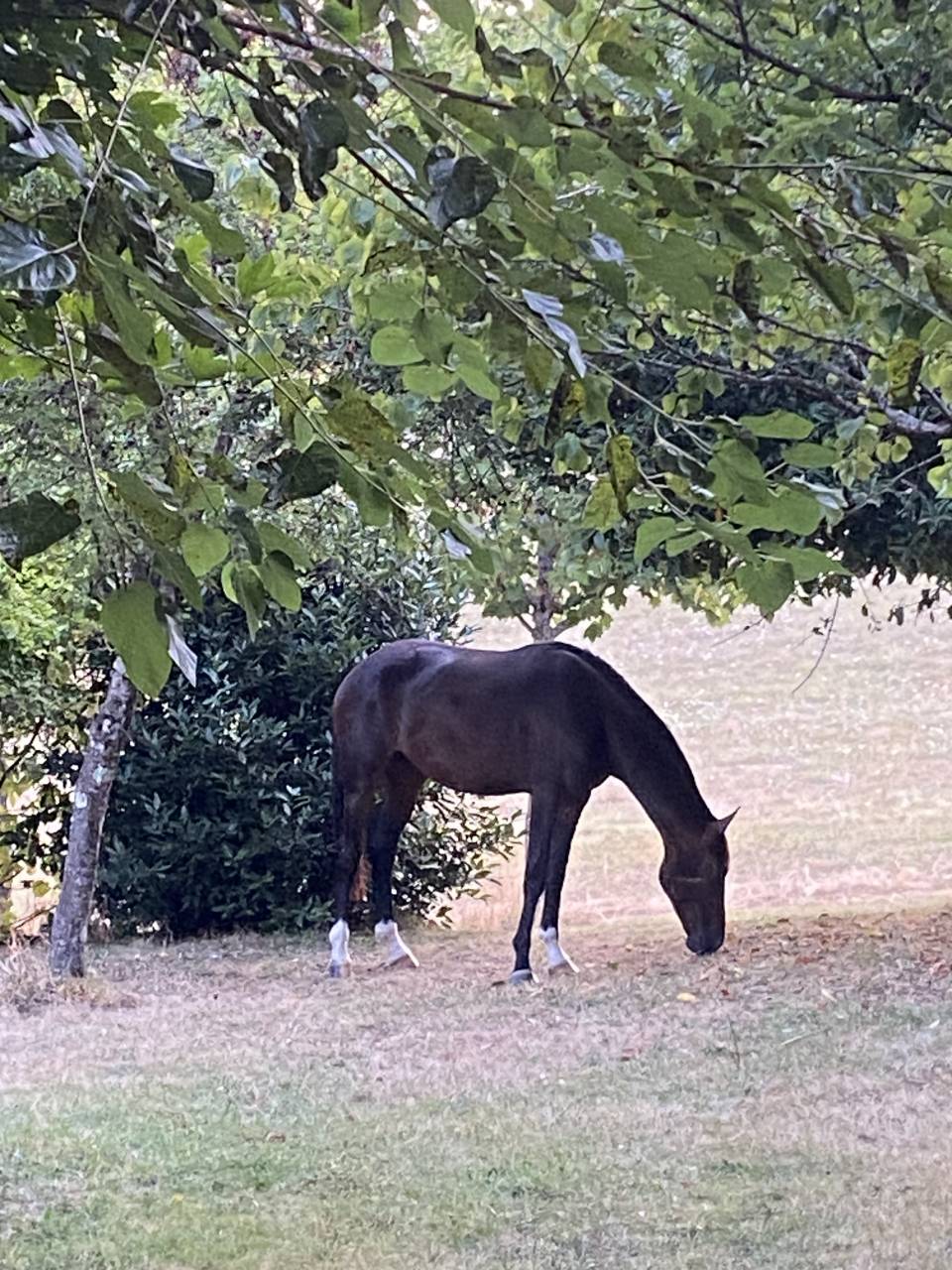 Castrone KWPN Cavallo da Sport Neerlandese In vendita 2023 Baio ,  TOTAL MCLAREN