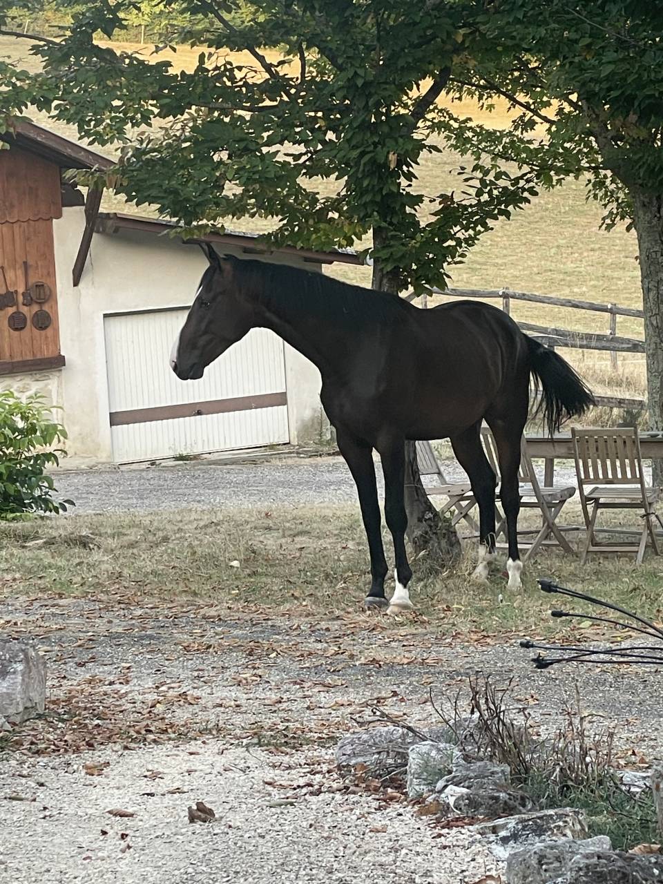 Castrone KWPN Cavallo da Sport Neerlandese In vendita 2023 Baio ,  TOTAL MCLAREN