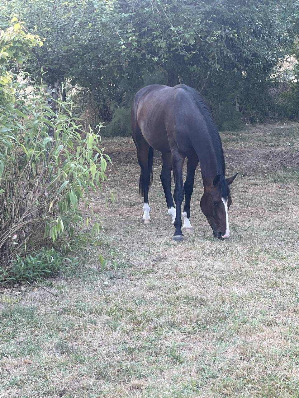 Castrone KWPN Cavallo da Sport Neerlandese In vendita 2023 Baio ,  TOTAL MCLAREN