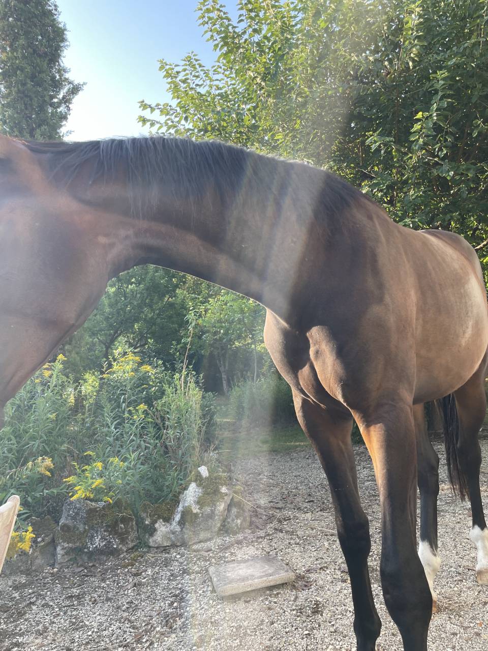 Castrone KWPN Cavallo da Sport Neerlandese In vendita 2023 Baio ,  TOTAL MCLAREN