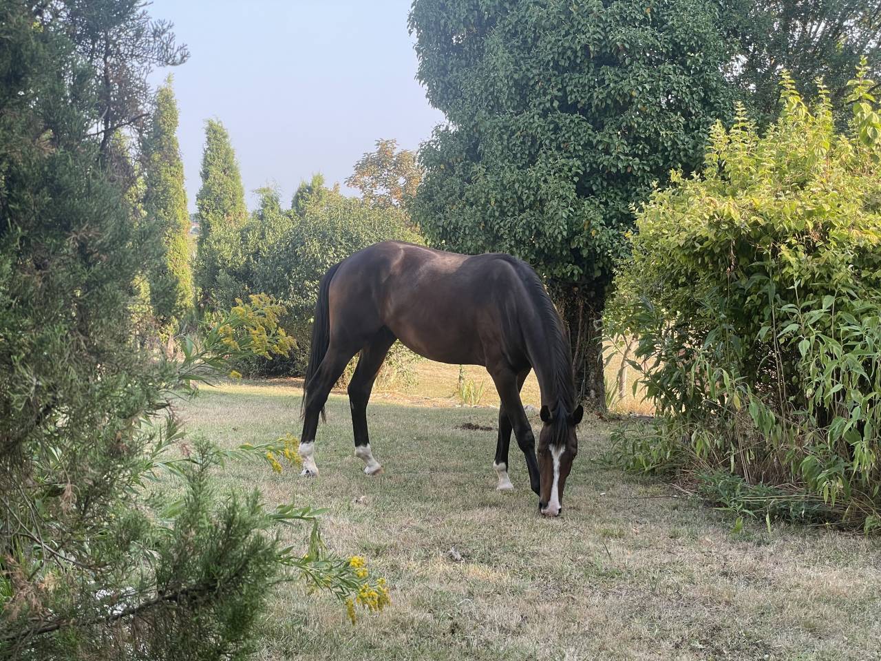 Castrone KWPN Cavallo da Sport Neerlandese In vendita 2023 Baio ,  TOTAL MCLAREN