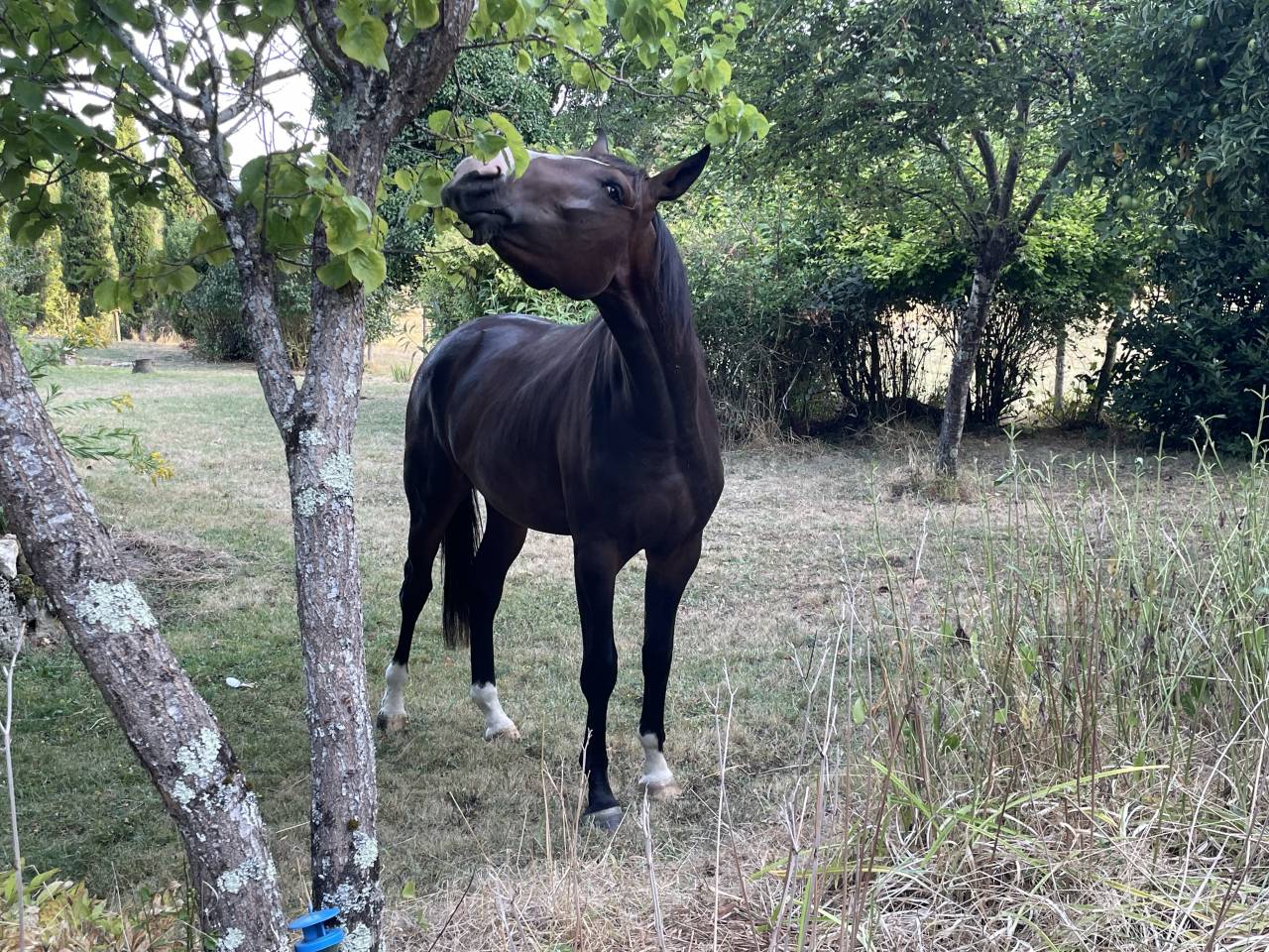 Castrone KWPN Cavallo da Sport Neerlandese In vendita 2023 Baio ,  TOTAL MCLAREN