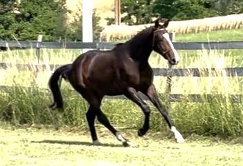 Castrone KWPN Cavallo da Sport Neerlandese In vendita 2023 Baio ,  TOTAL MCLAREN