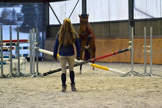 Stage equitazione etologica Saône-et-Loire