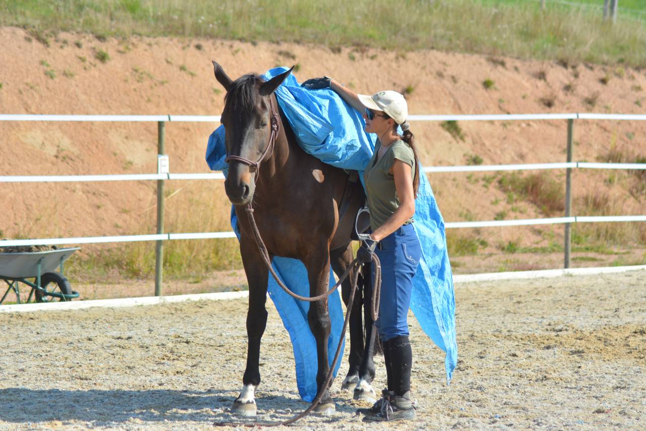 Stage equitazione etologica Saône-et-Loire