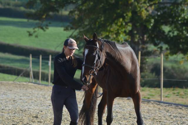 Cavalla AQPS Mezza-Pensione 2020 Baio