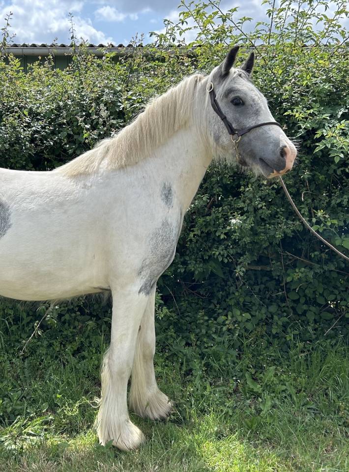 Stallone Origine Non Constatata In vendita 2023 Pezzato