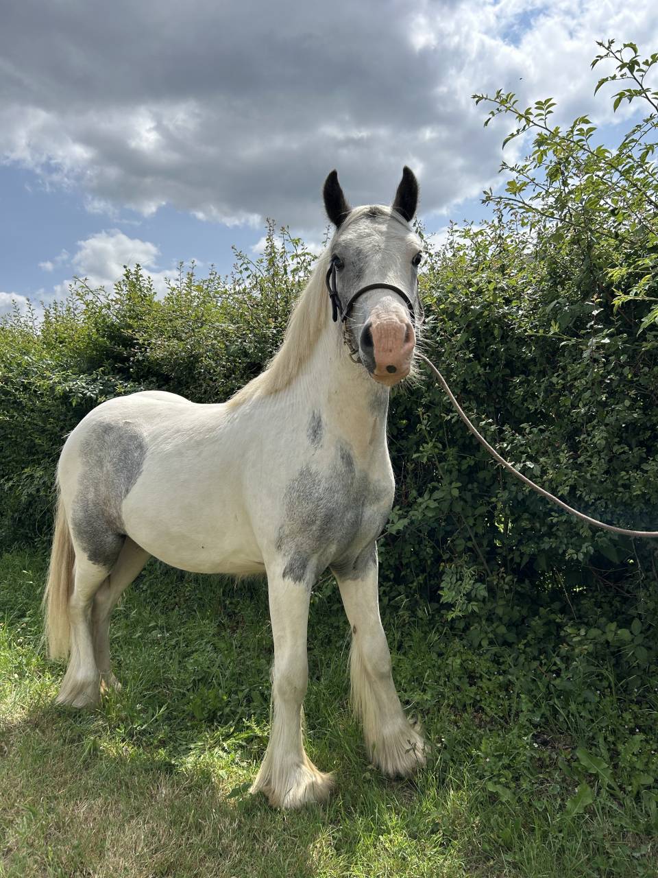 Stallone Origine Non Constatata In vendita 2023 Pezzato