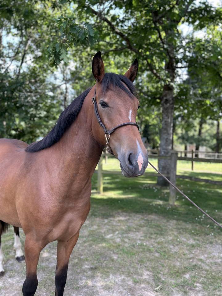 Cavalla Origine non conosciuta  In vendita 2023 Baio