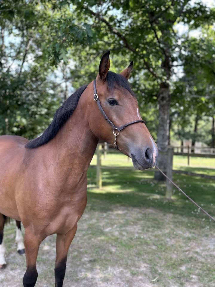 Cavalla Origine non conosciuta  In vendita 2023 Baio