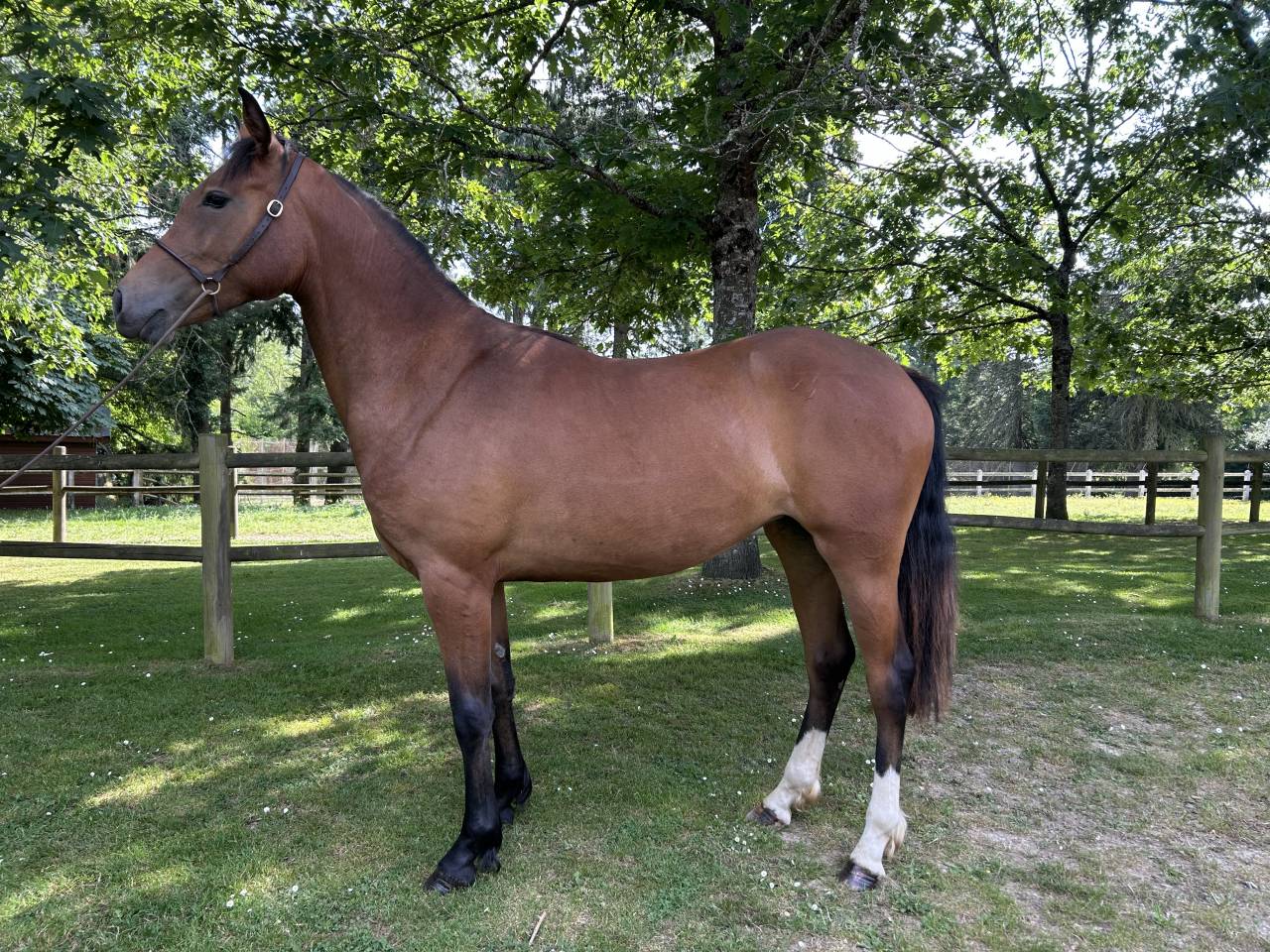 Cavalla Origine non conosciuta  In vendita 2023 Baio