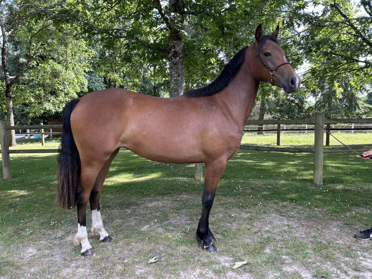 Cavalla Origine non conosciuta  In vendita 2023 Baio