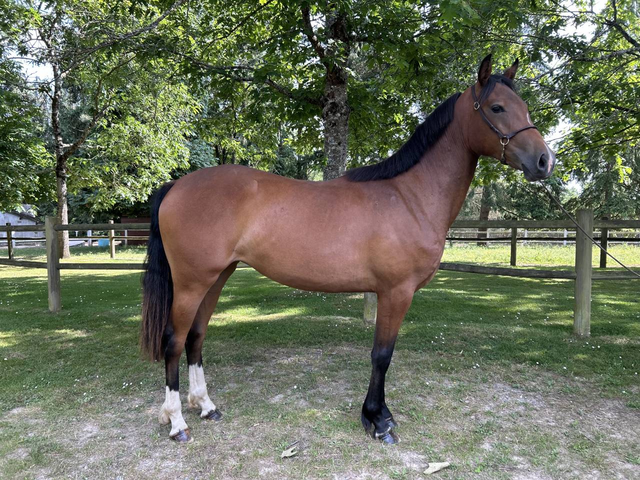 Cavalla Origine non conosciuta  In vendita 2023 Baio