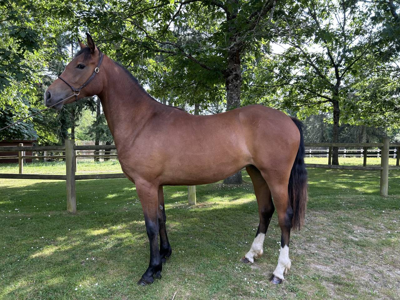 Cavalla Origine non conosciuta  In vendita 2023 Baio