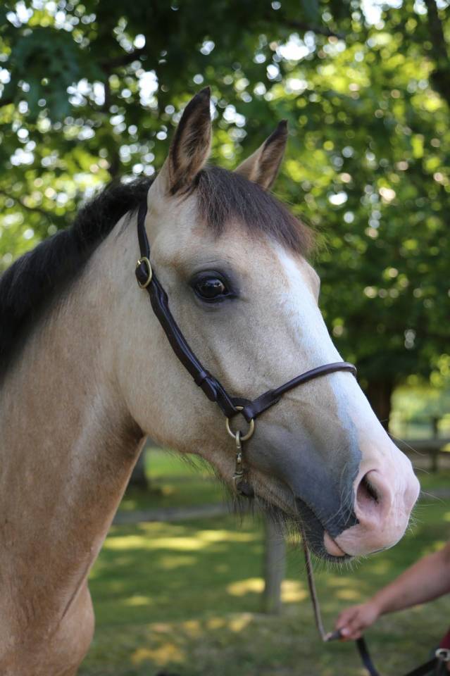 Cavalla PFS Pony Francese da Sella In vendita 2023 Isabella