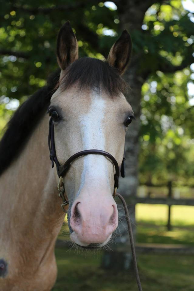 Cavalla PFS Pony Francese da Sella In vendita 2023 Isabella