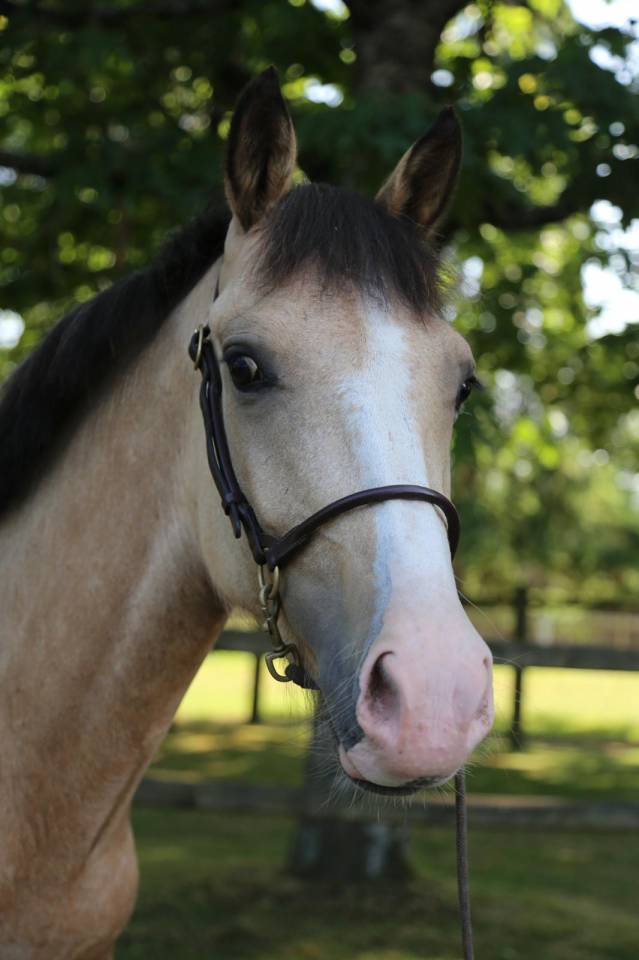 Cavalla PFS Pony Francese da Sella In vendita 2023 Isabella