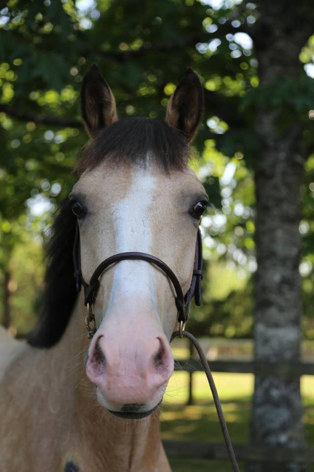 Cavalla PFS Pony Francese da Sella In vendita 2023 Isabella