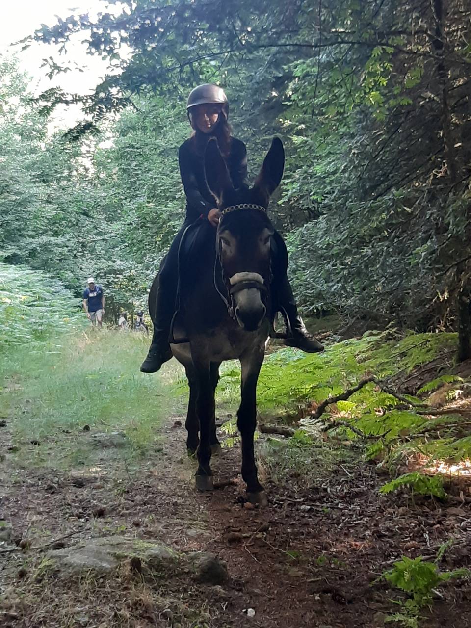 Asno Pyr&eacute;n&eacute;es In vendita 2014 Nero