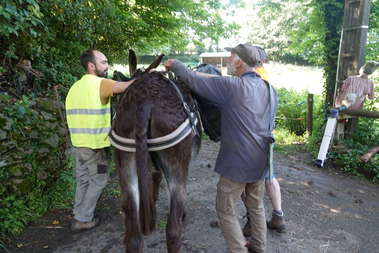 Asno Pyr&eacute;n&eacute;es In vendita 2014 Nero